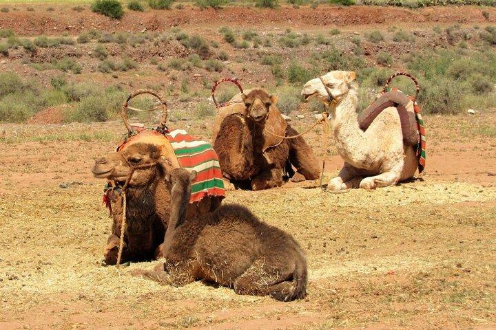 Full-day trip to the Atlas Mountains of Morocco and Camel ride