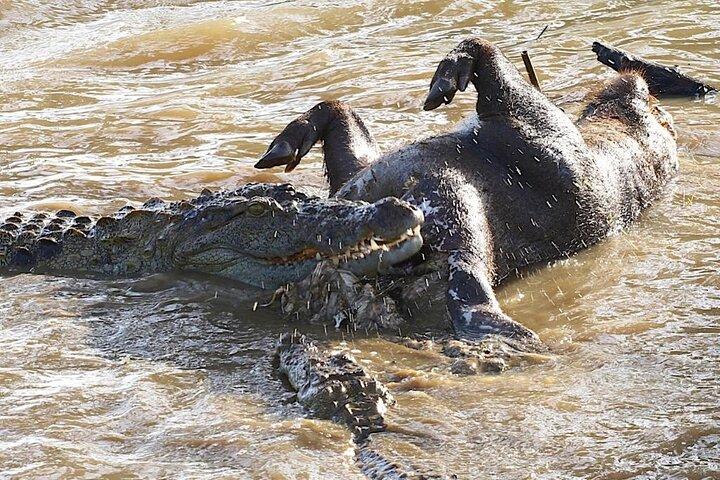 Explore The Beauty Of Udawalawe National Park From South Coast During 01 Day