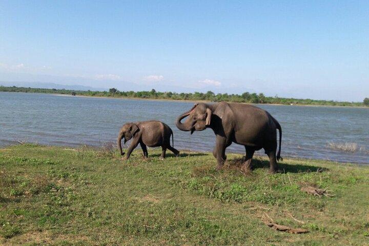 Explore The Beauty Of Udawalawe National Park From South Coast During 01 Day