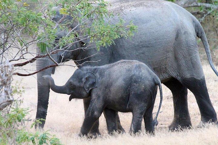 Explore The Beauty Of Udawalawe National Park From South Coast During 01 Day