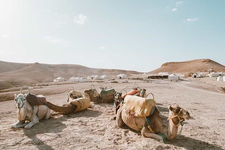 Tour Camel Ride Agafay with Pickup