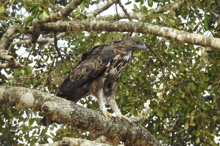 Explore Beauty Of Yala (Ruhuna) National Park From South Coast in One Day.