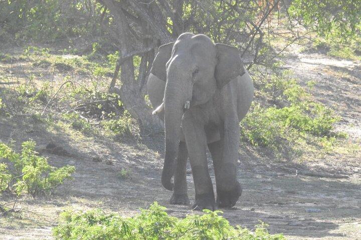 Explore Beauty Of Yala (Ruhuna) National Park From South Coast in One Day.