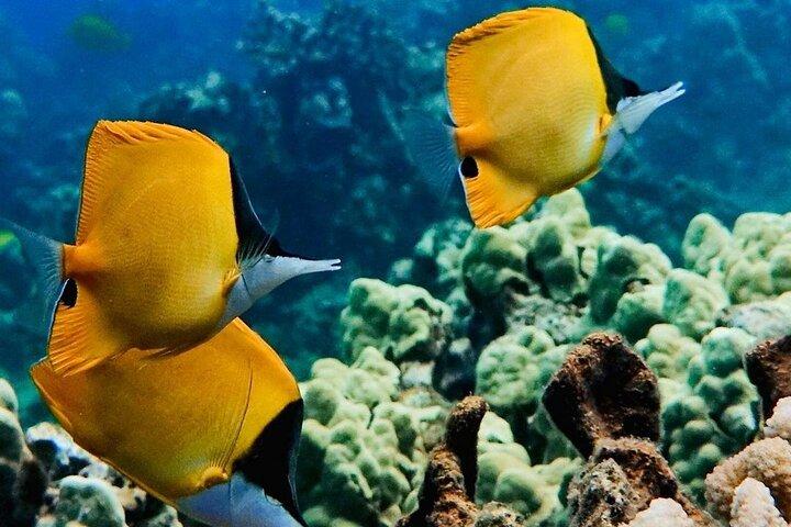 Blue Lagoon, Starfish Tour, The Rock Restaurant, Prison Island, Secret Garden