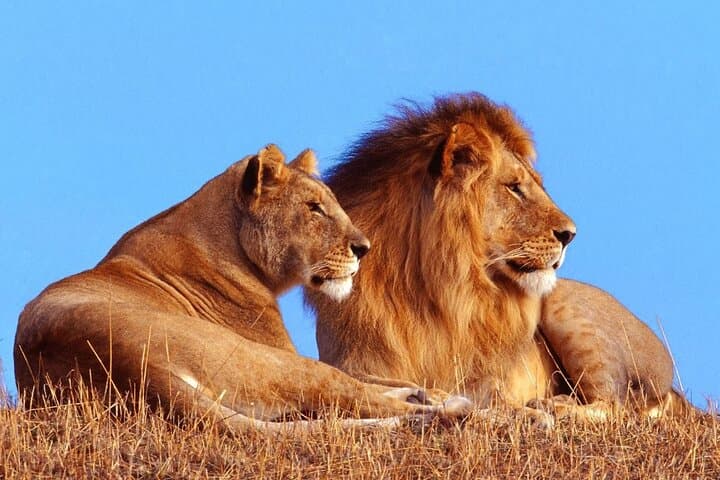 3 Day Garden Route Private Safari from Cape Town