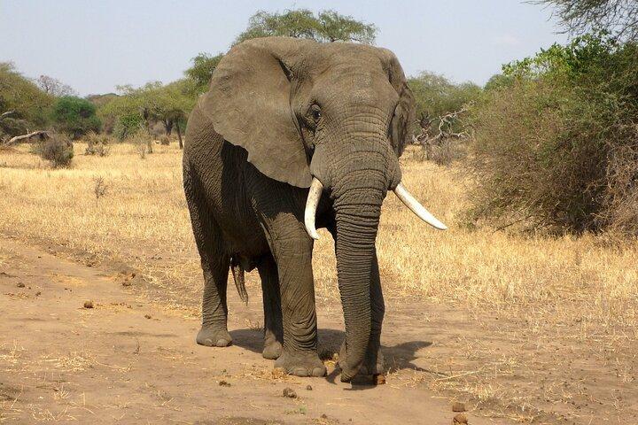 7 Days 6 Nights Amboseli & Masai Mara Luxury Kenya Safari