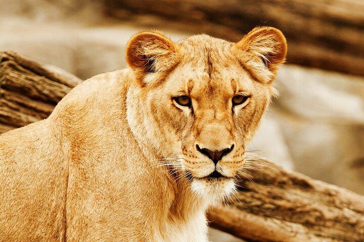 7 Days 6 Nights Amboseli & Masai Mara Luxury Kenya Safari