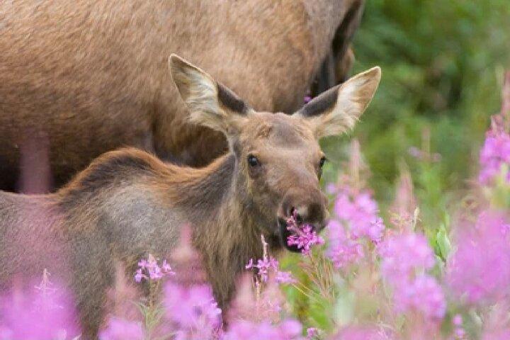 From Jackson Hole: Yellowstone Old Faithful, Waterfalls and Wildlife Day Tour