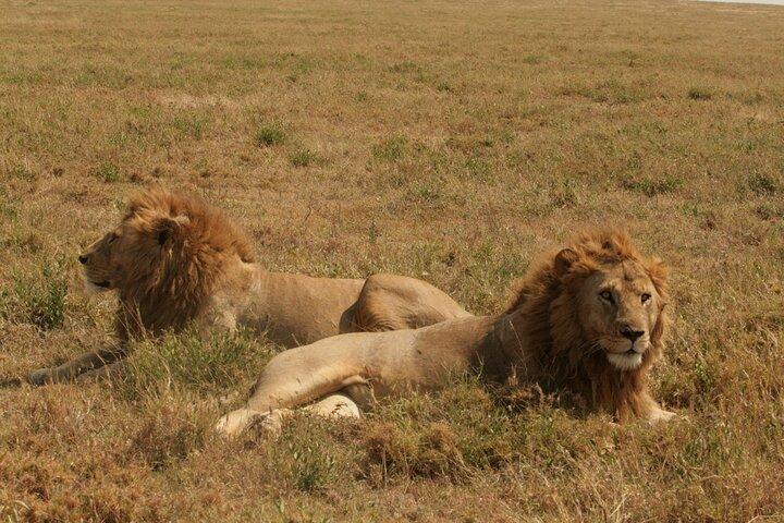 2 Days Tarangire and Ngorongoro Safari from Zanzibar