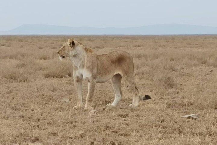 2 Days Tarangire and Ngorongoro Safari from Zanzibar