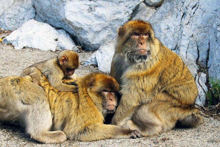 Rock Tour in Gibraltar by Bus with Tickets