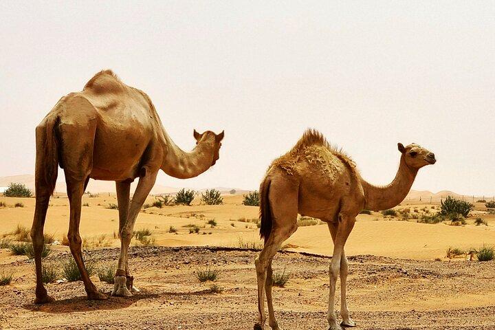 Professional Desert Safari with Camel Ride & BBQ in Bedouin Camp