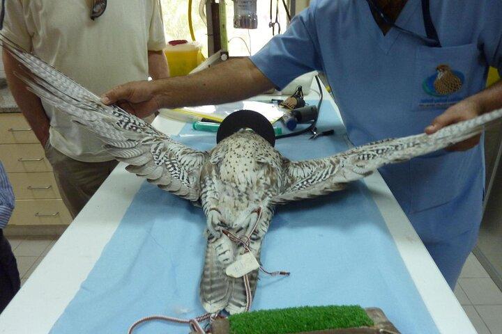 Private Trip to Abu Dhabi Mosque and Falcon Hospital