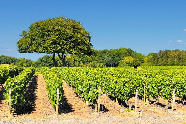 Beaujolais wine tour from Lyon half day