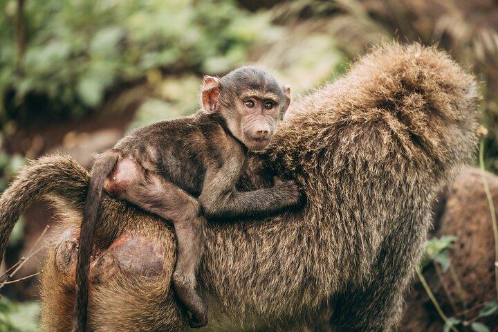 2 Days Safari Tour in Tarangire and Ngorongoro Crater