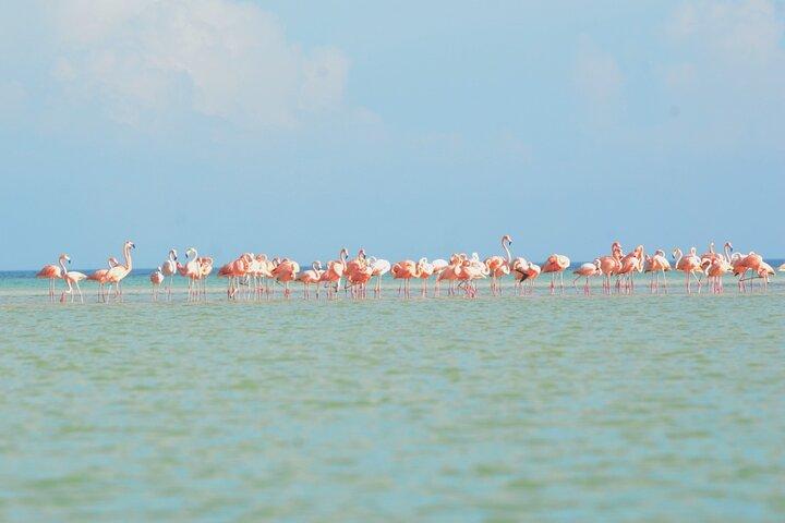 Kayaking Tour Through the Mangroves in Isla Holbox