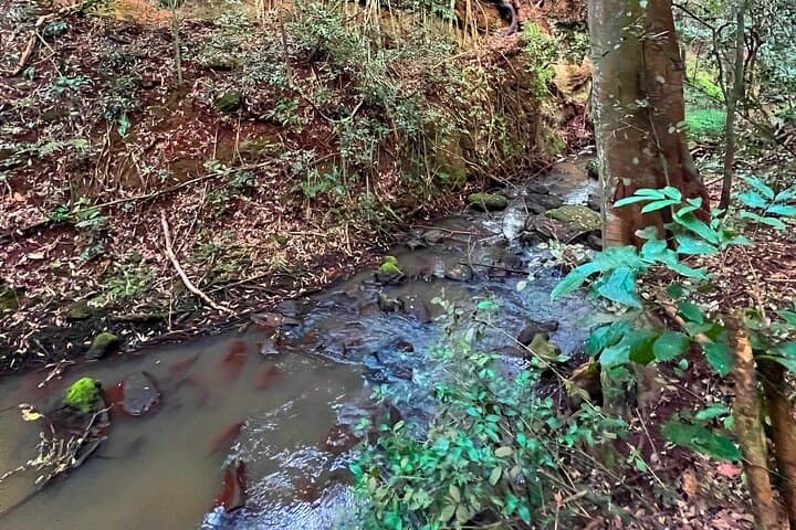 Karura Forest Nature Trail