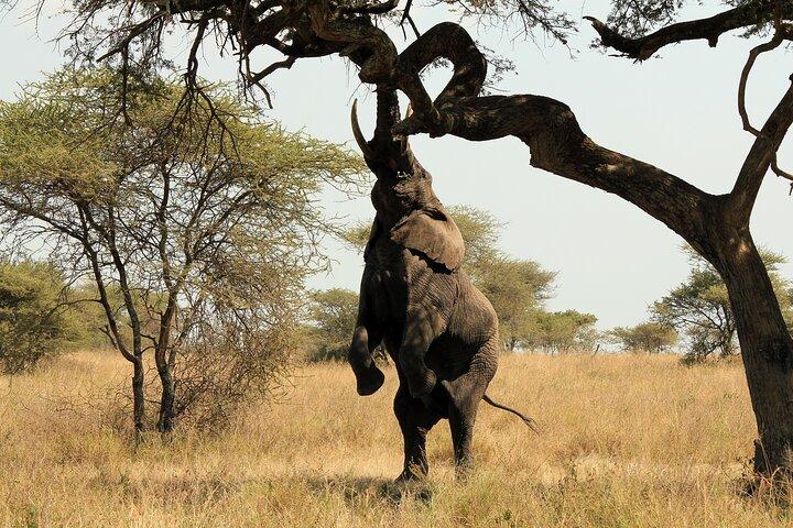 2 Days Safari Tour in Tarangire and Ngorongoro Crater