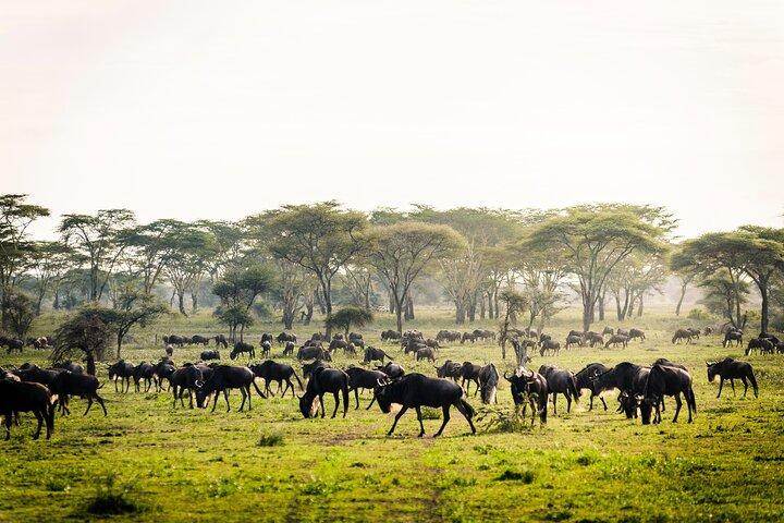 2 Days Safari Tour in Tarangire and Ngorongoro Crater