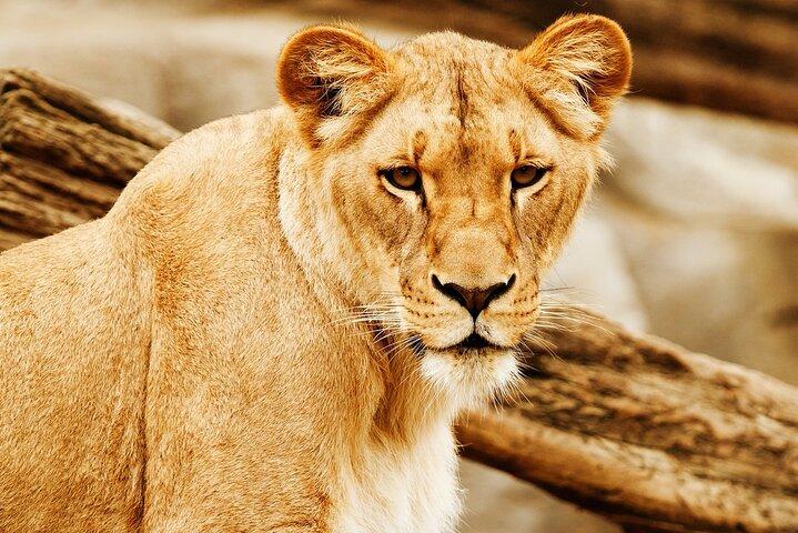 5 Days 4 Nights Lake Naivasha & Masai Mara Luxury Kenya Safari