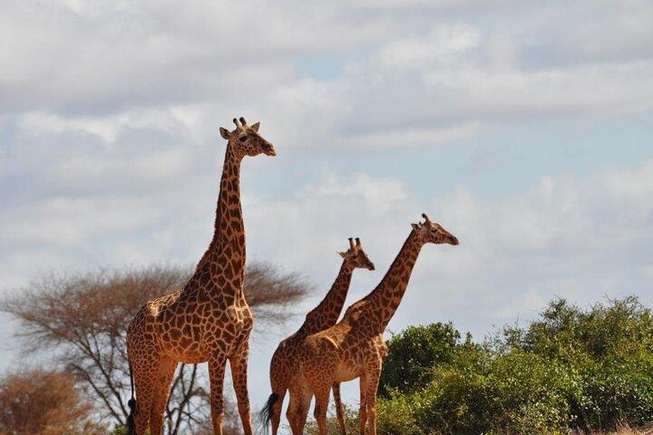 7 Day Classic Kenyan Safari with Unlimited Game Drives