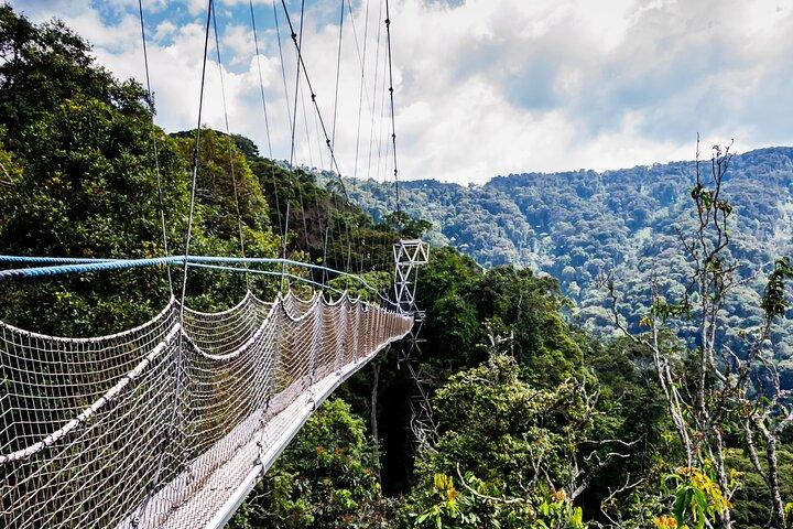 3 Days Nyungwe Chimpanzee trekk and Canopy way walk Rwanda Safari