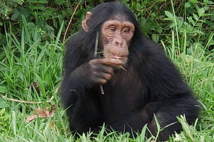 3 Days Nyungwe Chimpanzee trekk and Canopy way walk Rwanda Safari