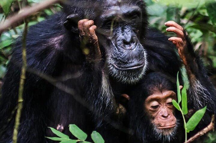 3 Days Nyungwe Chimpanzee trekk and Canopy way walk Rwanda Safari