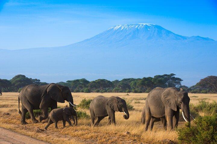 3-Day Kenya Safari Tour: Explore Amboseli National Park on Budget