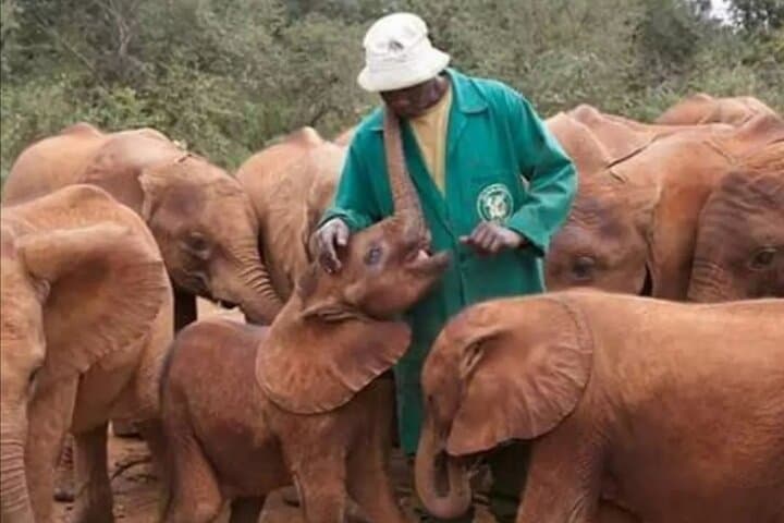 Tour Giraffe Centre, David Shedrick, Karen Blixen & city tour.