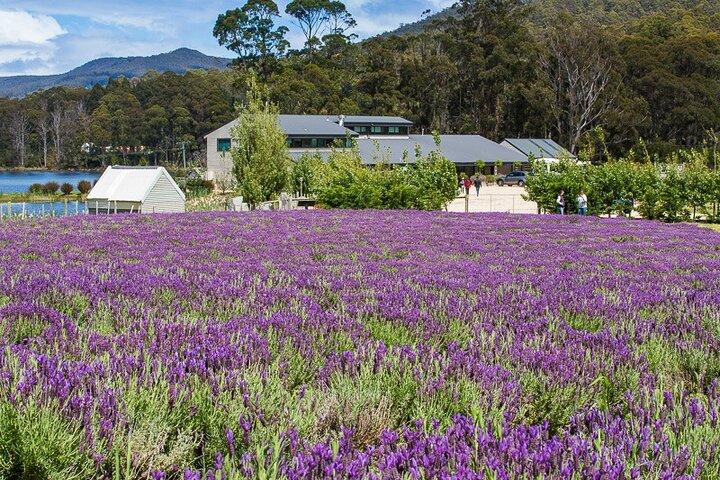 Port Arthur and Tasman Sights with Harbour Cruise