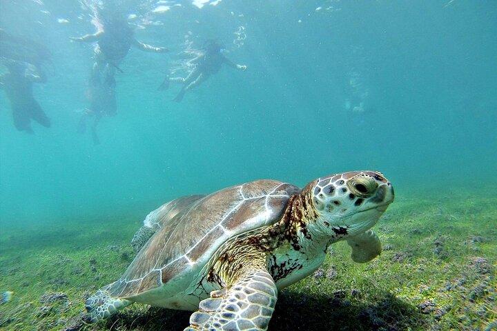 Turtle Akumal Adventure! Tulum Ruins and Cenote from Riviera Maya