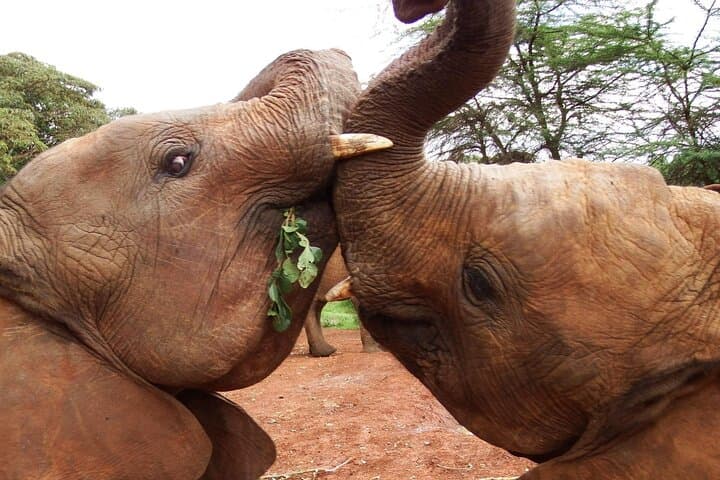 Half day tour to Elephant orphanage and Giraffe Centre Nairobi