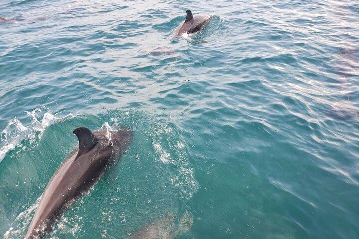 Jacksonville Private Boat Tour Daytime or Sunset, up to 6 people