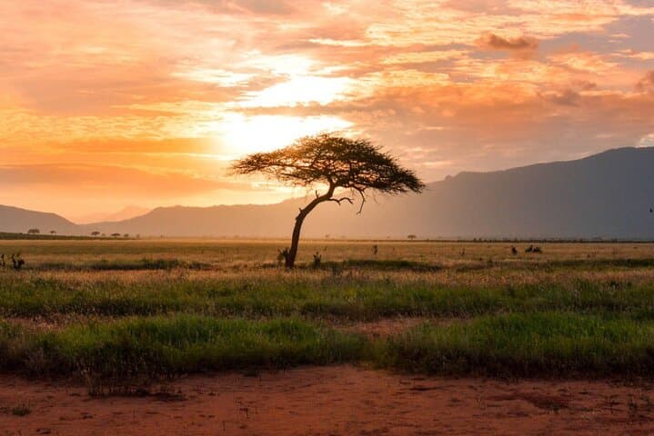 6 Days Kenya safari: Amboseli, Lake Nakuru, and Masai Mara