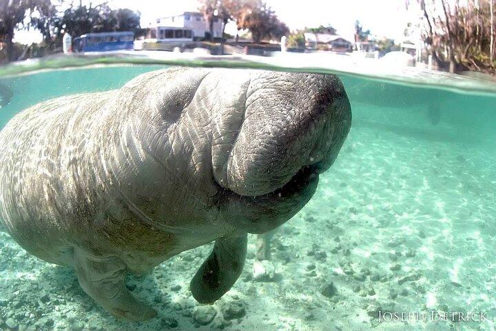 Manatee Snorkel Small Group Tour