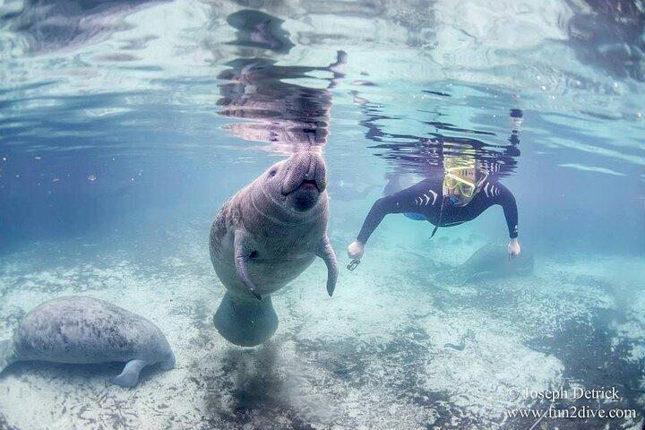 Manatee Snorkel Small Group Tour