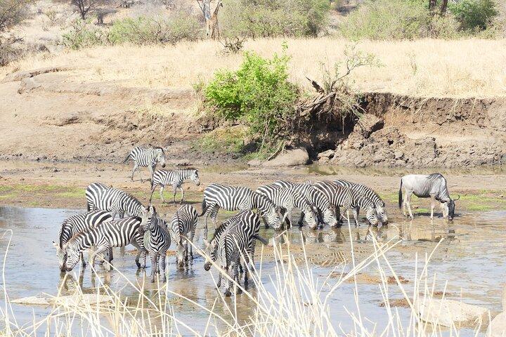 6-Day Ndutu Migration Calving Season Safari