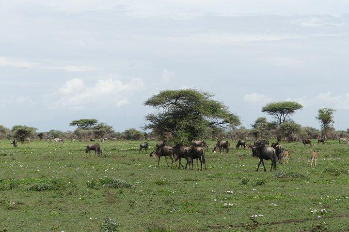 6-Day Ndutu Migration Calving Season Safari