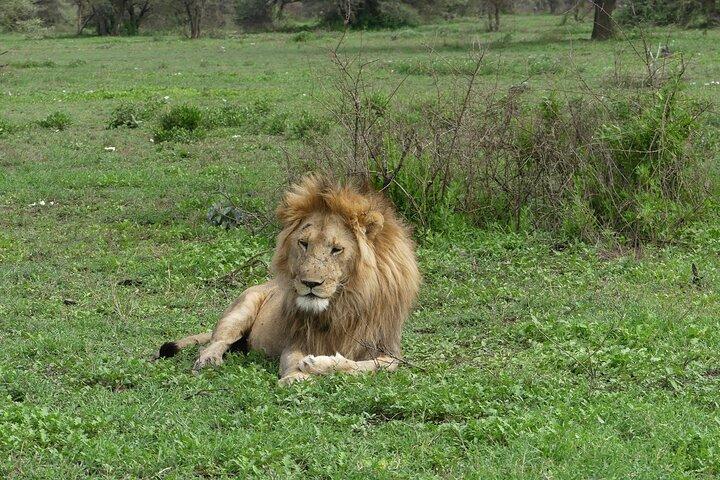 6-Day Ndutu Migration Calving Season Safari