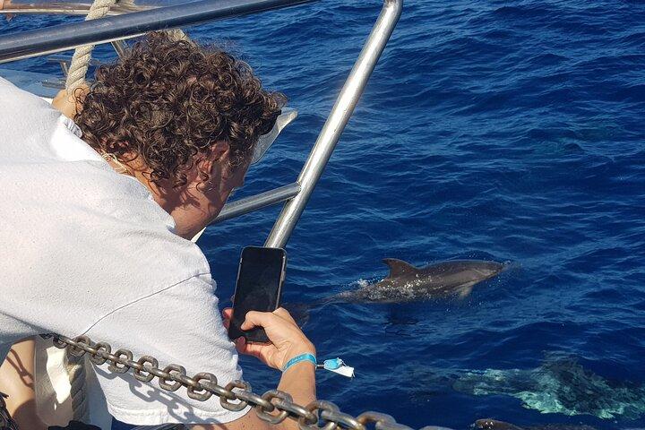 Half-Day Cruise Tour-Dolphin and Whale Watching