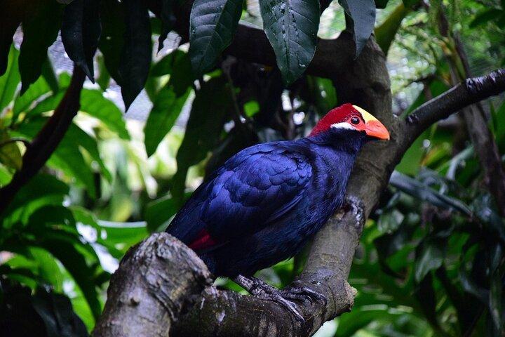 Skip the Line: World of Birds Admission Ticket
