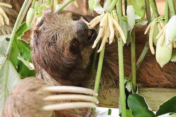 Private Tour to Monkey and Sloth Sanctuary with Optional Add-Ons and Stops