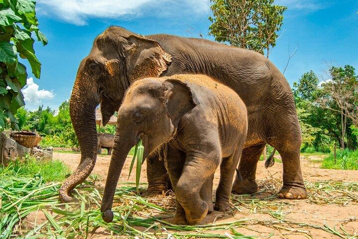 Full-Day Guided Sightseeing Island Tour around Koh Samui