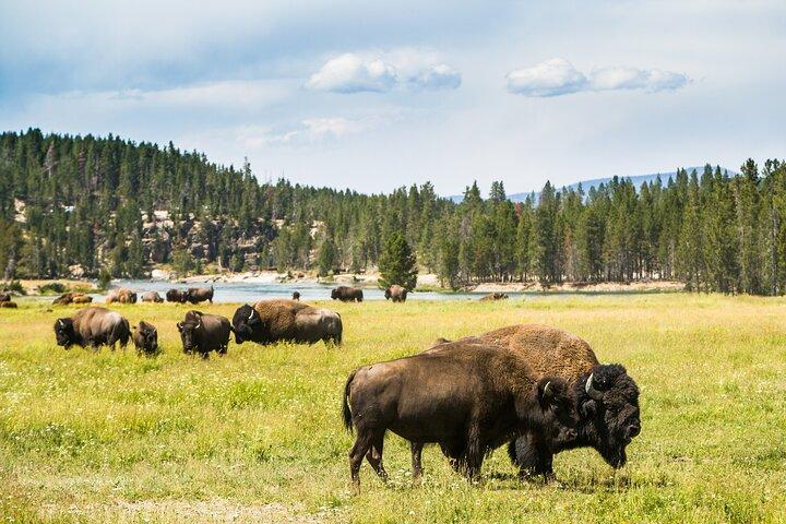 Grand Teton and Yellowstone Self-Guided Driving Tours Bundle