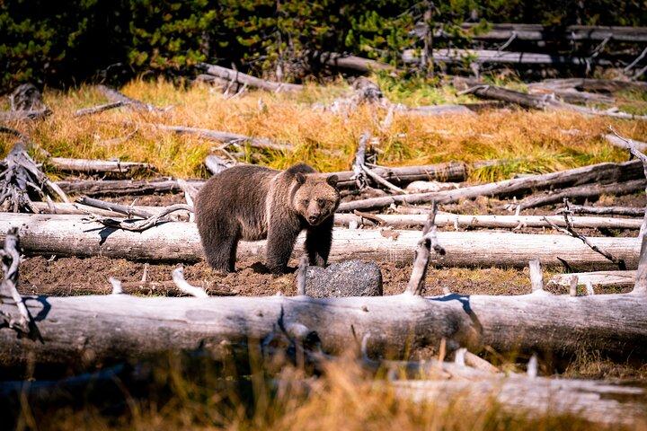Grand Teton and Yellowstone Self-Guided Driving Tours Bundle