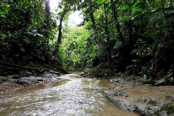 Private Tour in the Amazon Jungle with a visit to Caverns and Lunch