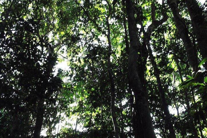 Private Tour in the Amazon Jungle with a visit to Caverns and Lunch