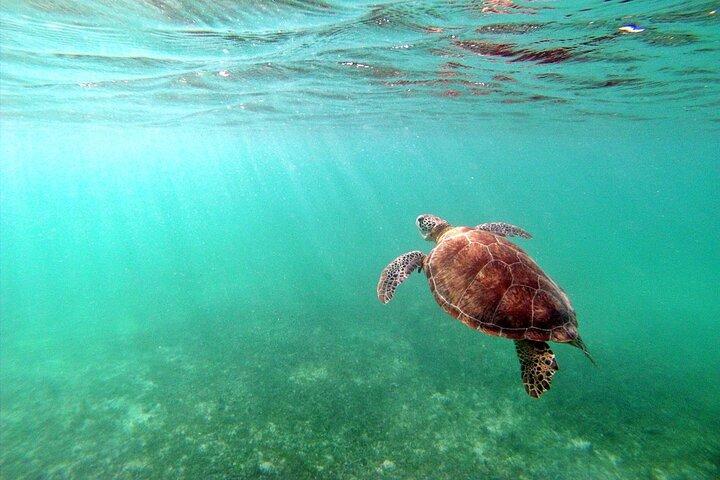 Snorkeling with Turtles and Cenote Tour from Riviera Maya