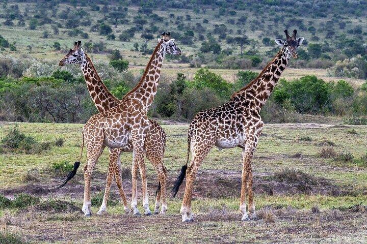 2 Days safari of Masai Mara